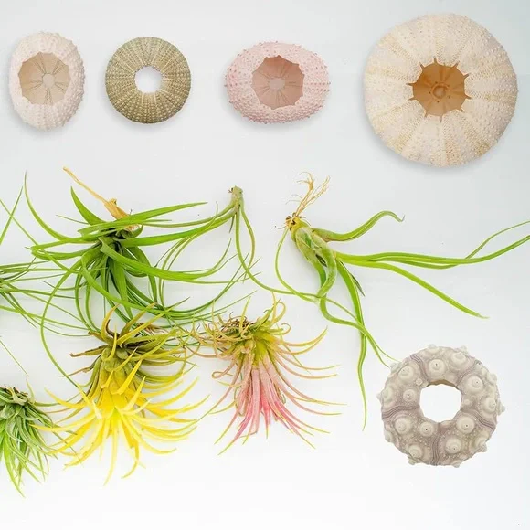 Sea Urchin Shells for Hanging Plant - Picture 1 of 9
